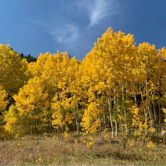 $ - Picture 15 of 16